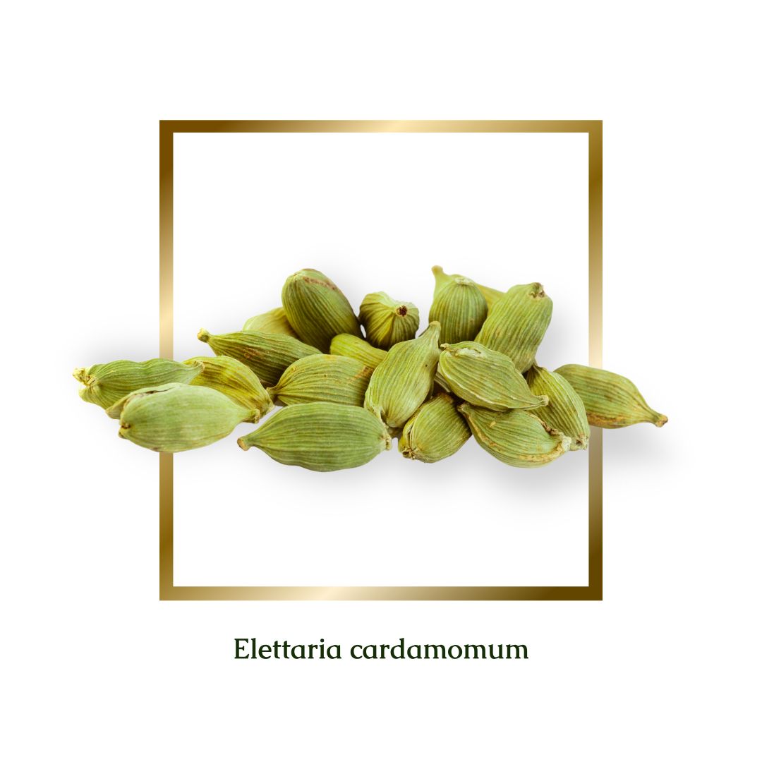 Cardamom