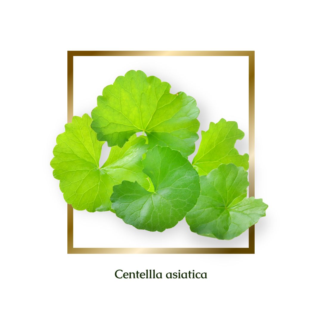 Centella