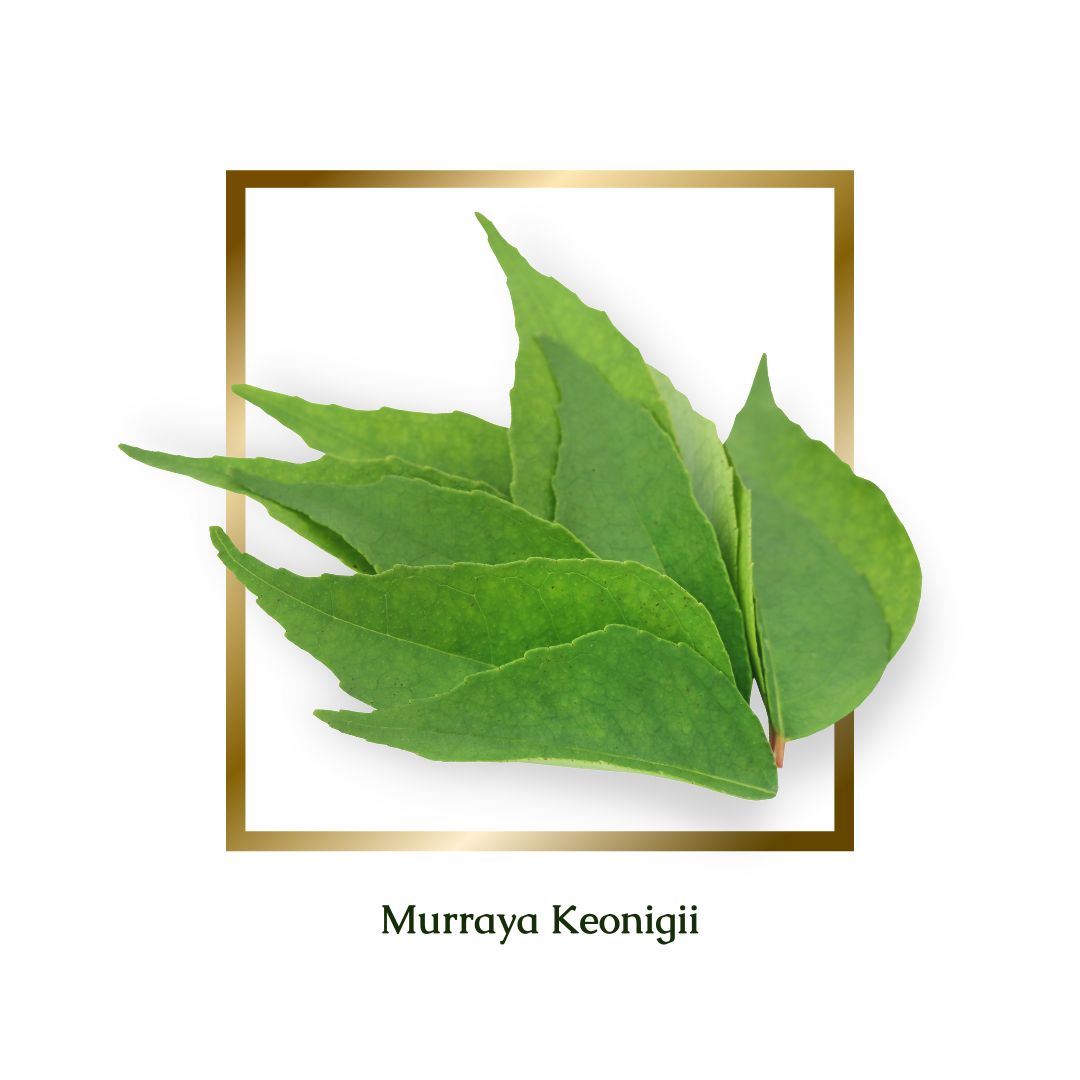 Curry Leaves