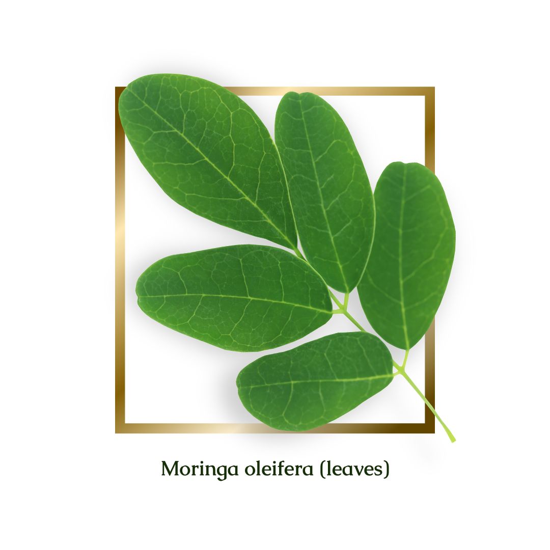 Moringa Leaves