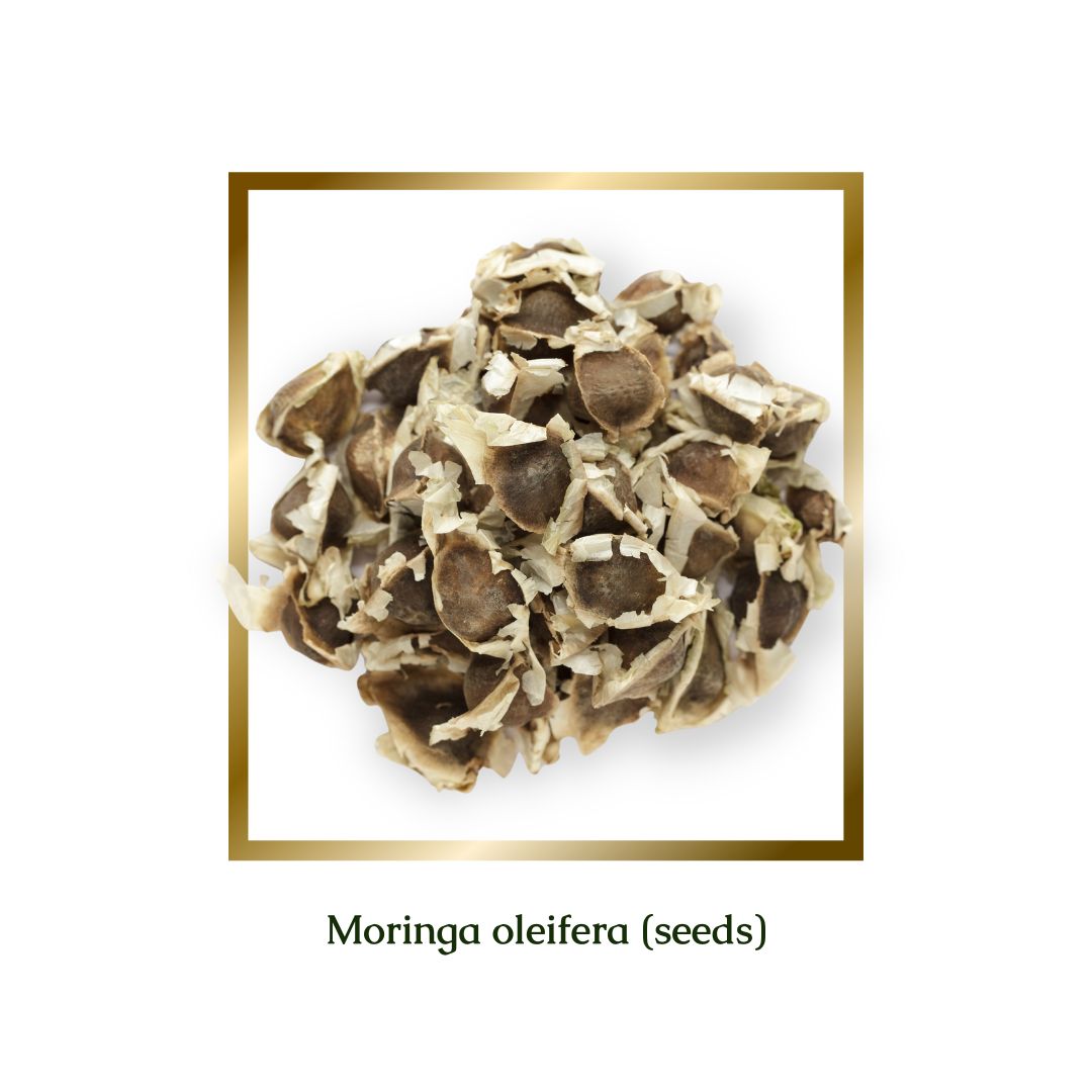 Moringa Seeds