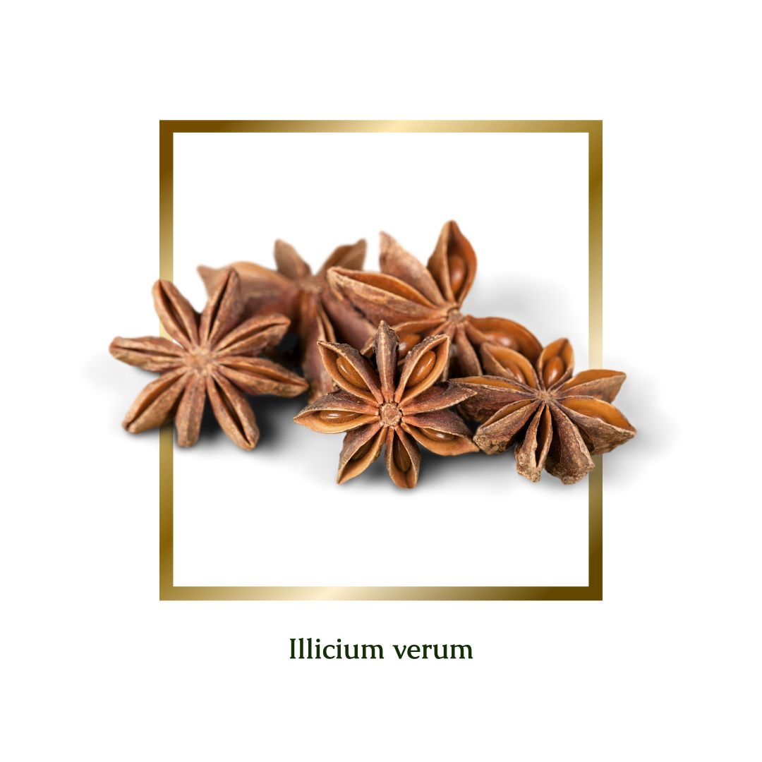 Star Anise