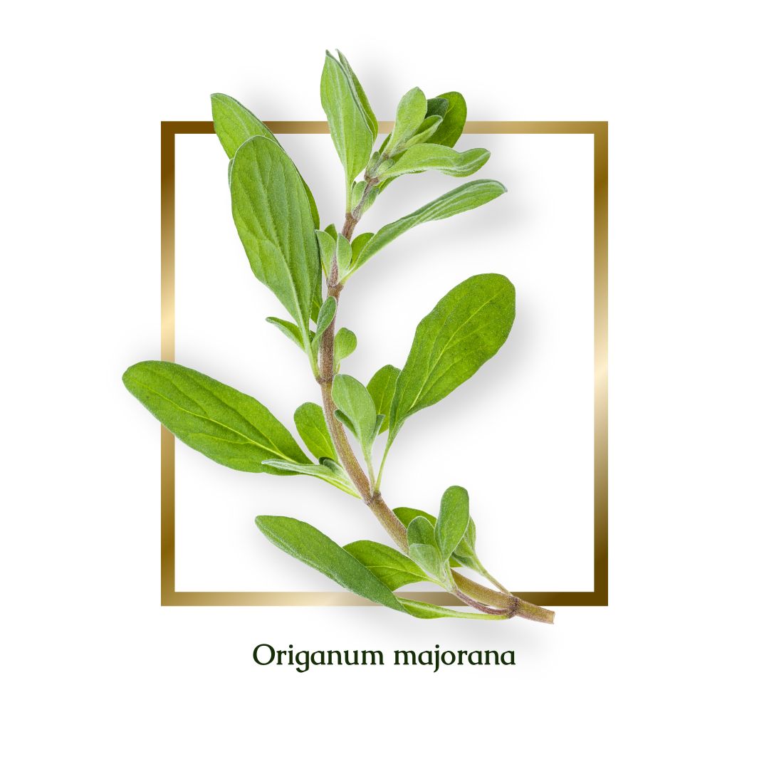 Sweet marjoram