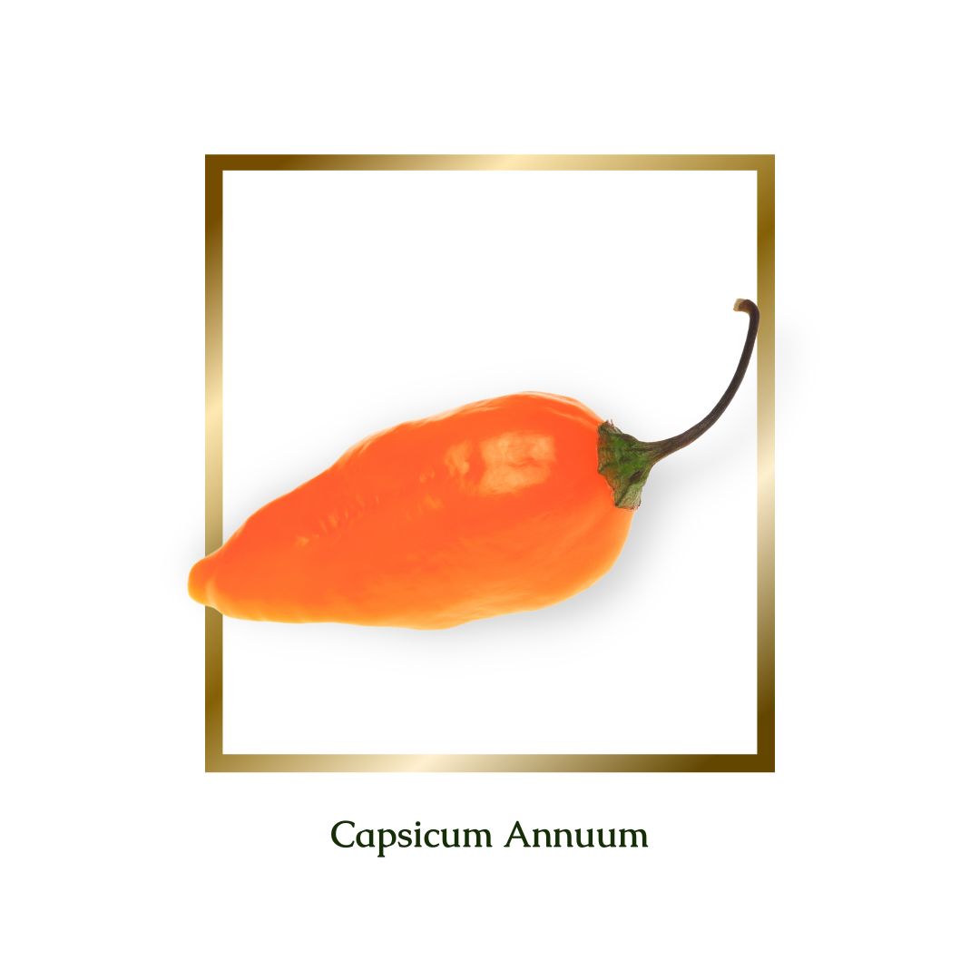 Capsicum