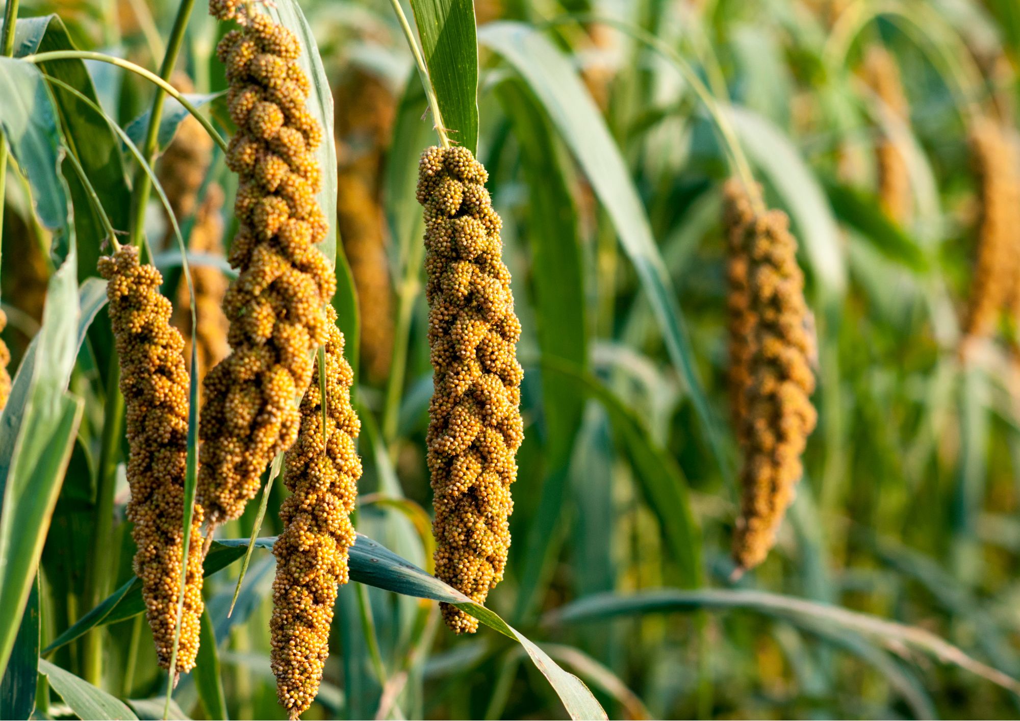 Nutritious Drink – 1 – Millet